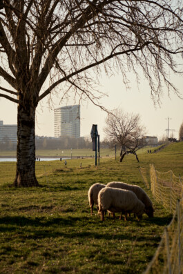 constantin ranke fotografie
